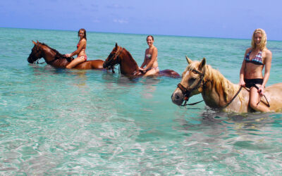 Swimming with the Horses