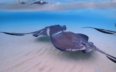 Snorkel And Swim With The Rays At Stingray City Sandbar